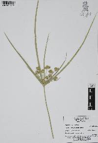 Cyperus eragrostis image