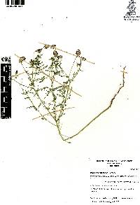 Dalea foliolosa image