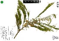 Leucaena esculenta image