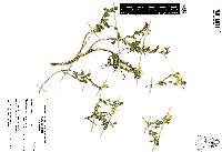 Menodora helianthemoides image