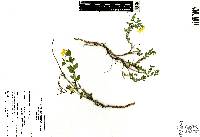 Menodora helianthemoides image