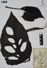 Monstera siltepecana image