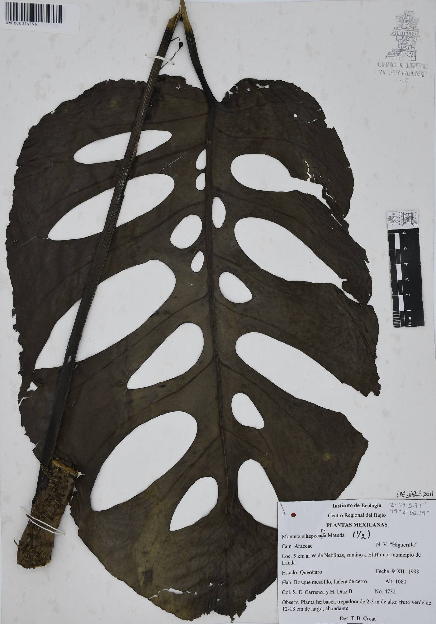 Monstera siltepecana image