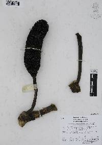 Monstera siltepecana image