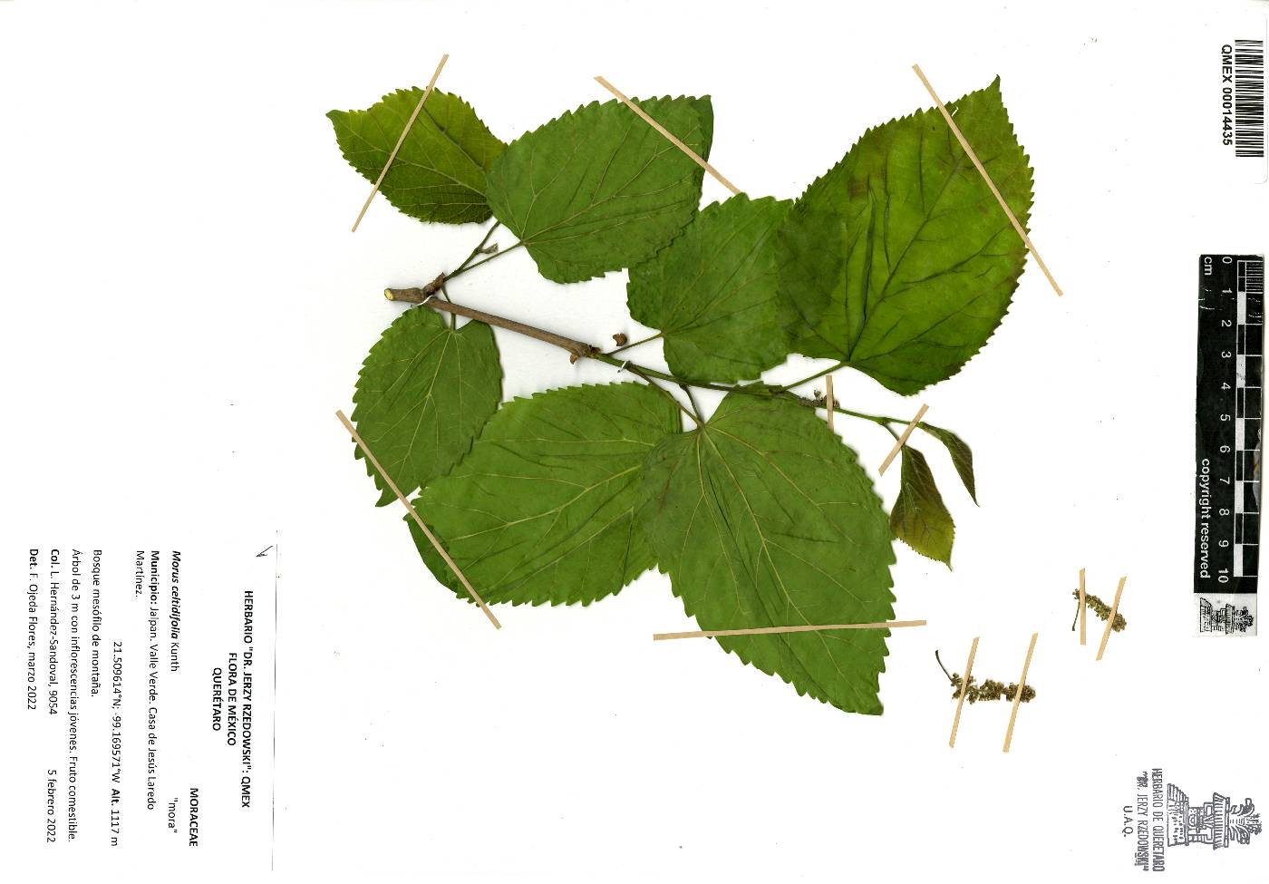 Morus celtidifolia image