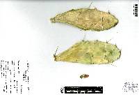 Opuntia auberi image