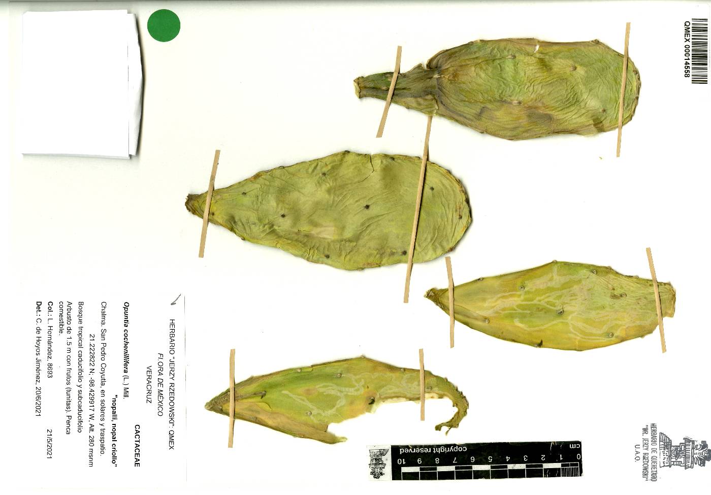 Opuntia cochenillifera image