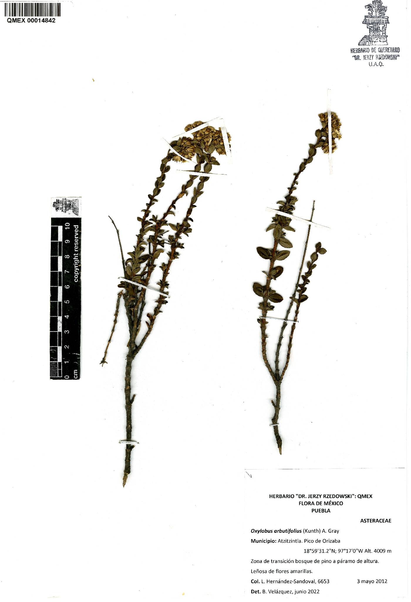 Oxylobus arbutifolius image