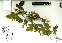 Paullinia tomentosa image