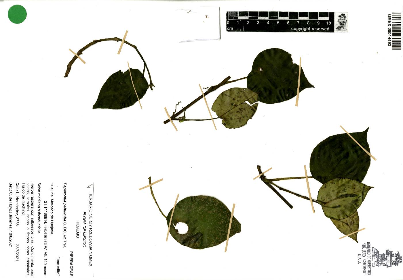 Peperomia peltilimba image