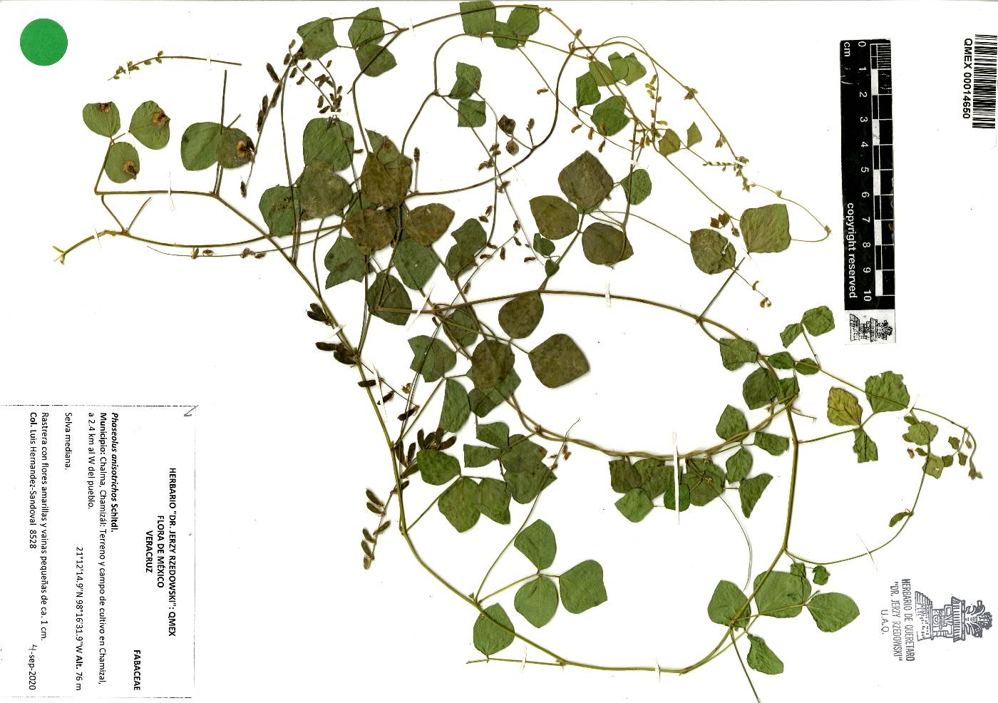 Phaseolus anisotrichos image