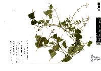 Phaseolus polymorphus image