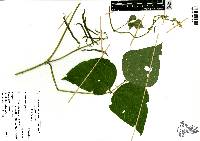 Phaseolus vulgaris image