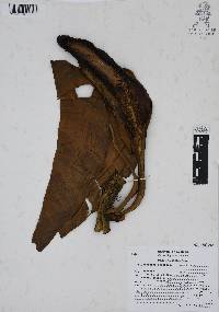 Philodendron hederaceum image