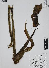 Philodendron radiatum image