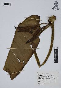 Philodendron sagittifolium image