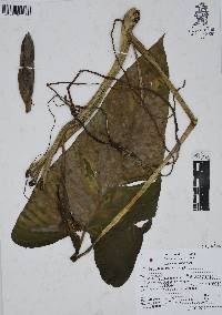 Philodendron smithii image