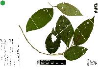 Piper pseudofuligineum image