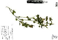 Porophyllum ruderale subsp. macrocephalum image