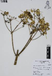 Prionosciadium thapsoides image