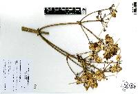 Prionosciadium thapsoides image