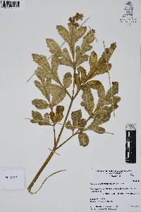 Prionosciadium thapsoides image