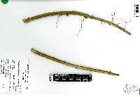 Selenicereus spinulosus image