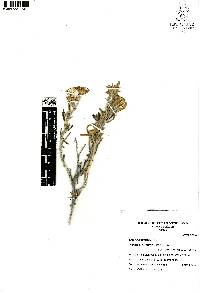 Senecio mairetianus image