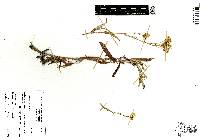 Senecio picridis image