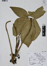Syngonium neglectum image