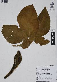 Syngonium neglectum image