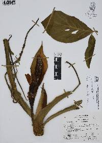 Syngonium neglectum image