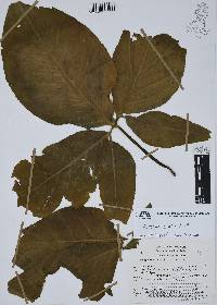 Syngonium neglectum image