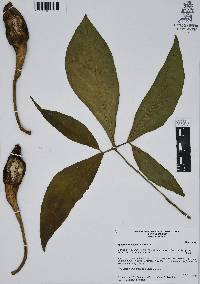 Syngonium neglectum image