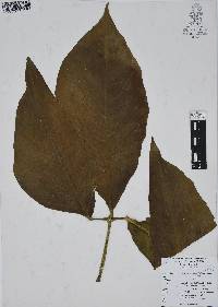 Syngonium podophyllum image