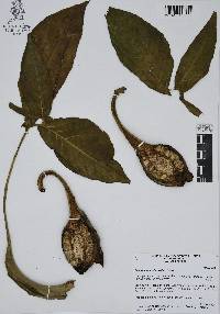 Syngonium podophyllum image