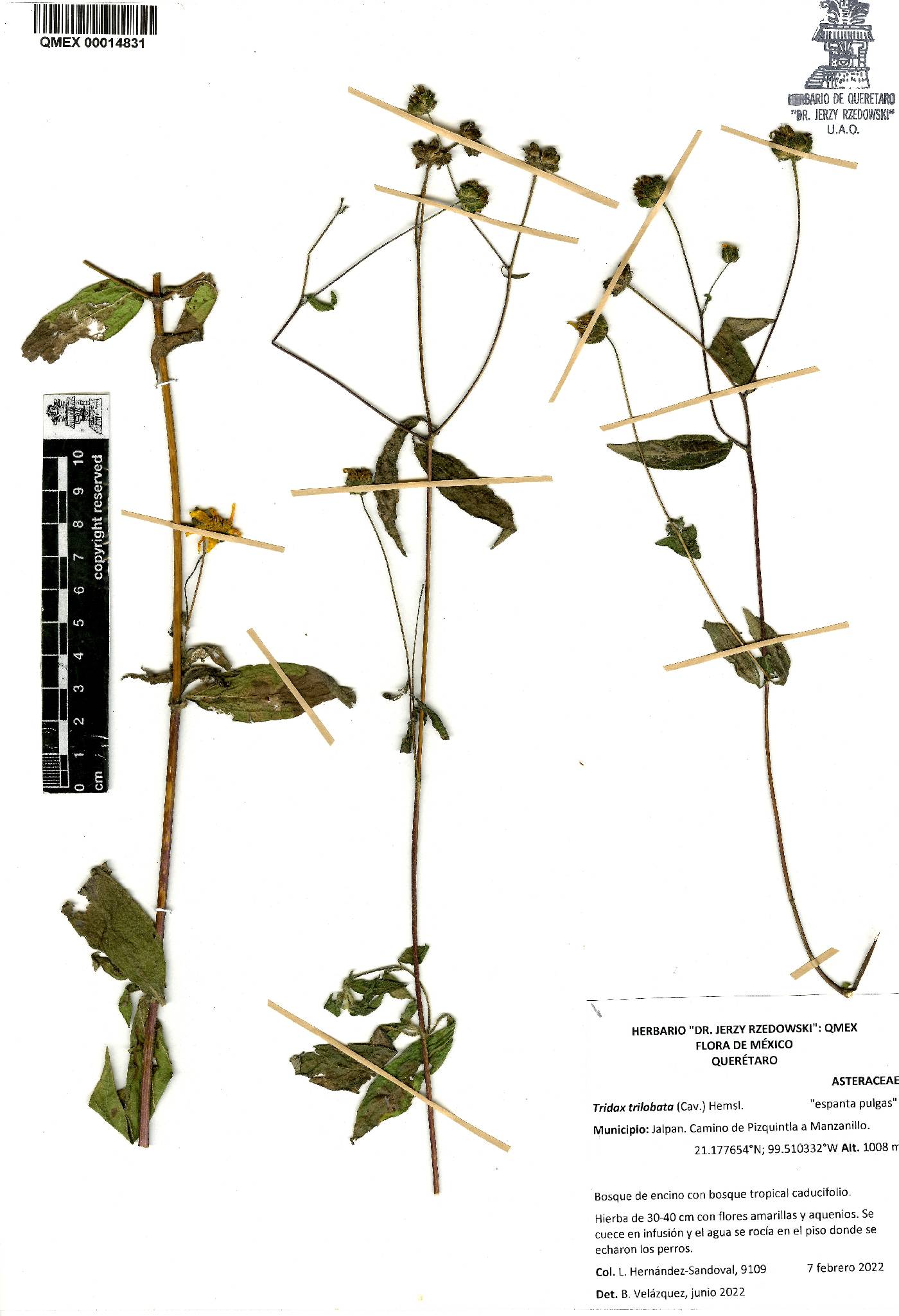 Tridax trilobata image