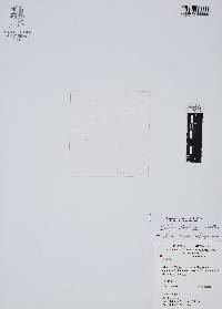 Wolffia columbiana image