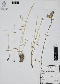 Zephyranthes brevipes image