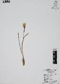 Zephyranthes brevipes image