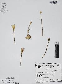 Zephyranthes brevipes image