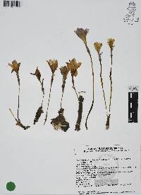 Zephyranthes carinata image