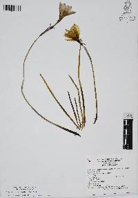 Zephyranthes carinata image