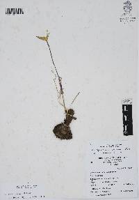 Zephyranthes chlorosolen image