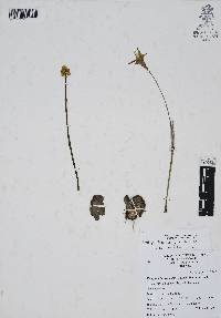 Zephyranthes chlorosolen image