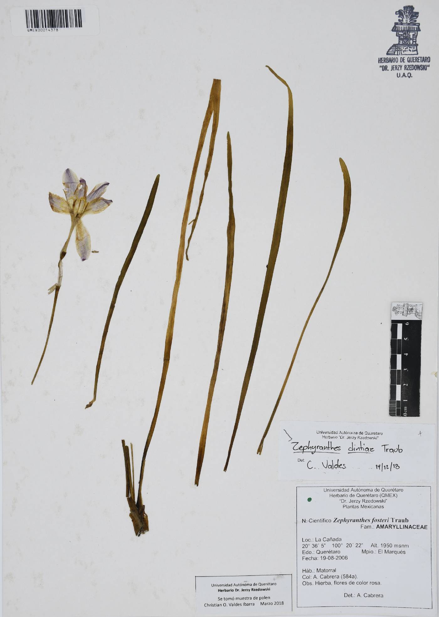 Zephyranthes clintiae image