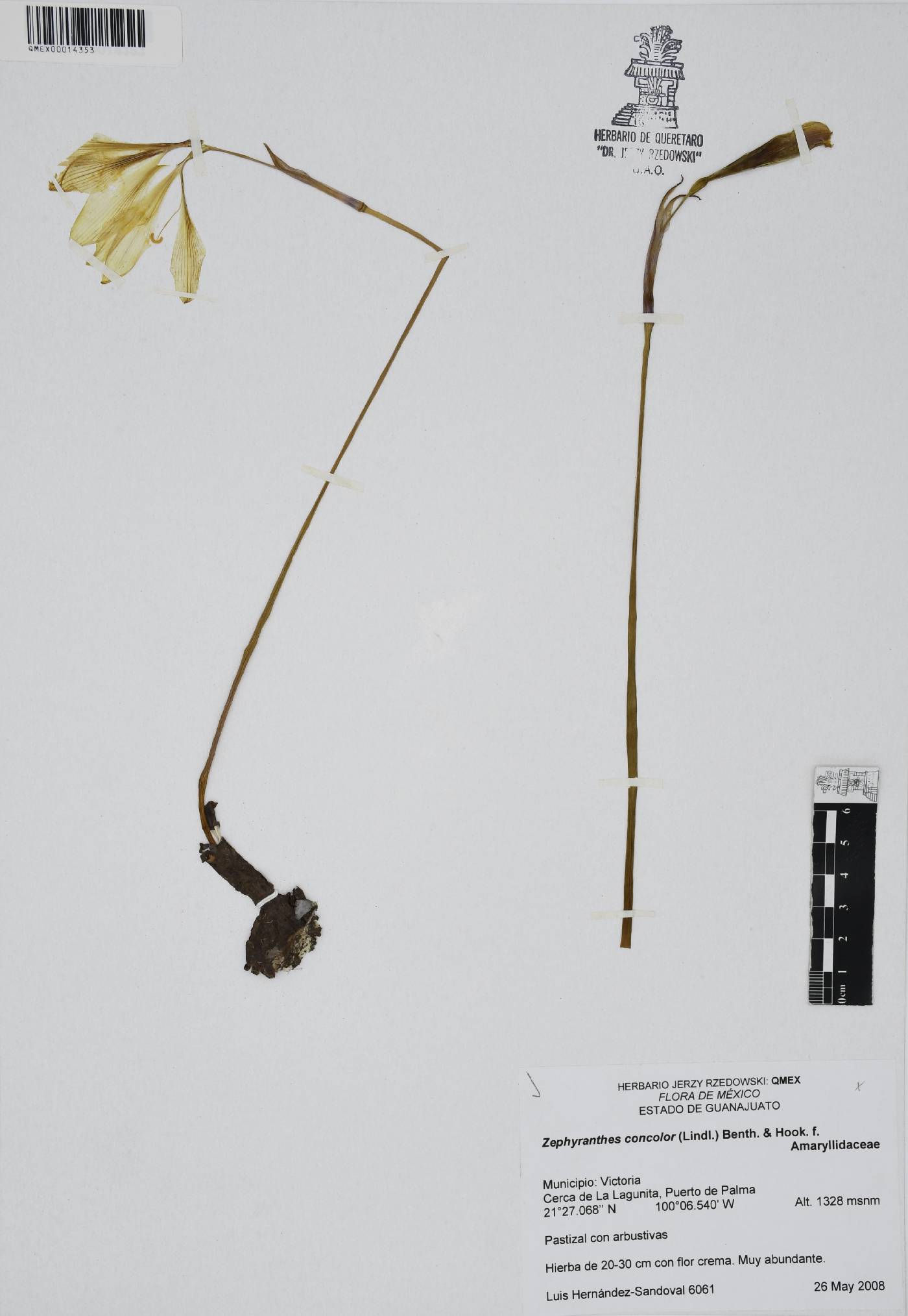 Zephyranthes concolor image