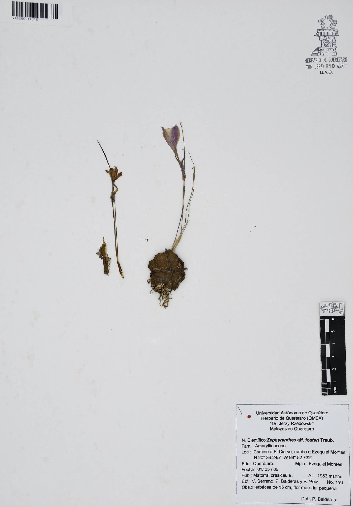 Zephyranthes fosteri image