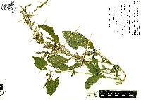 Amaranthus hybridus image