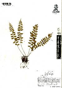 Asplenium auriculatum image